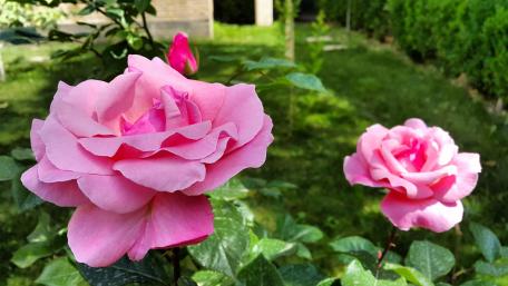 Delicate Pink Roses in Bloom wallpaper