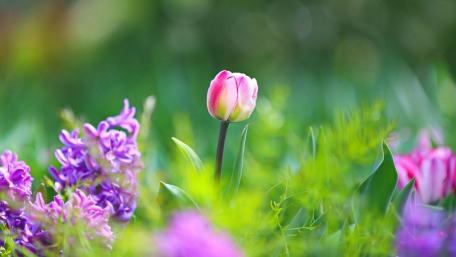 Spring Blooms in a Vibrant Garden Scene wallpaper