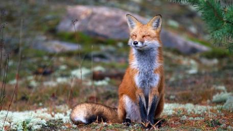 Red Fox Serenity in the Wilderness wallpaper