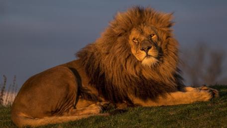 Majestic Lion in Golden Light wallpaper