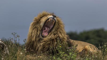 Majestic Lion Yawning in Nature wallpaper