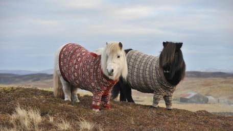 Shetland pony wallpaper