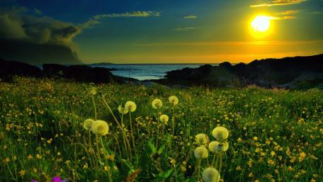 Dandelion field wallpaper