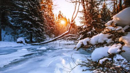 Winter's Tranquil Embrace in a Frozen Forest Scene wallpaper
