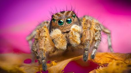 Jumping spider macro photo wallpaper