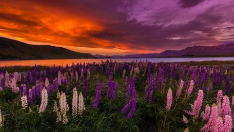 Lupin blossom at Lake Tekapo (New Zealand) wallpaper