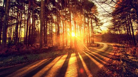 Autumn Sunset in a Forest Roadway wallpaper