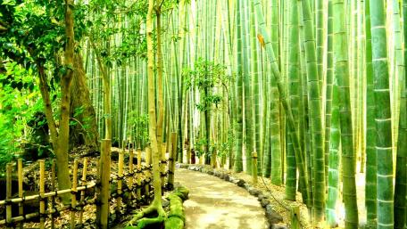 Bamboo Forest in Kamakura, Japan wallpaper