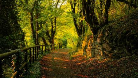Golden Glow in Woodland Pathway wallpaper