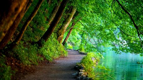 Serene Lakeside Pathway Amidst Lush Greenery wallpaper