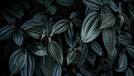 Dark green leaves wallpaper