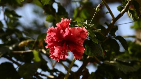 red flower wallpaper