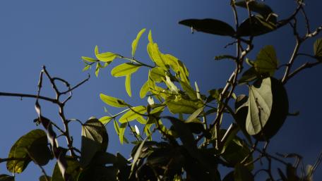 Lush Green Leaves Against a Clear Sky wallpaper