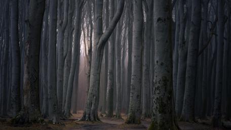 At the ghost forest wallpaper