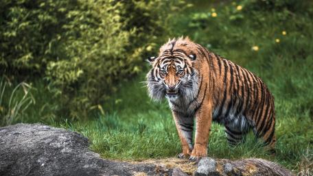 Majestic Siberian Tiger in Its Natural Habitat wallpaper