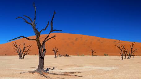 Dead Desert Trees at Dead Vlei (Dead Valley, Namibia) wallpaper