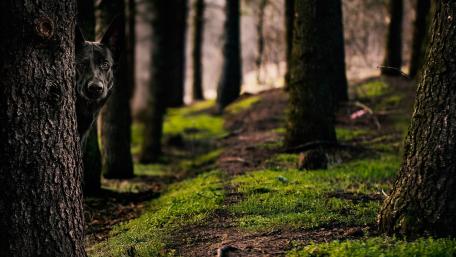 Black German Shepherd in the forest wallpaper