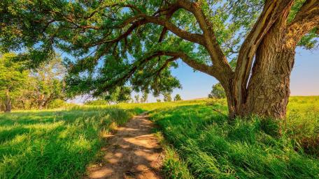 Rustic Path Beneath the Majestic Oaks wallpaper