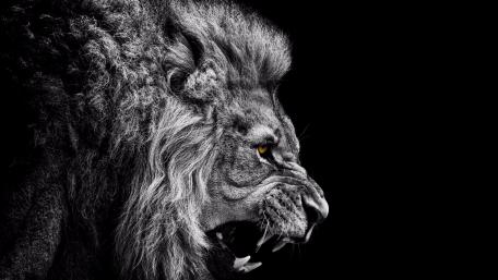 Majestic Monochrome Lion Portrait wallpaper