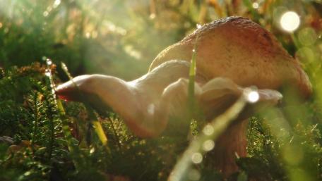 The Mushroom wallpaper