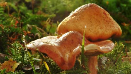 Mushroom wallpaper