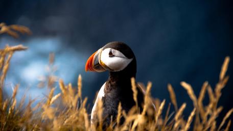 Charming Puffin in Its Natural Habitat wallpaper