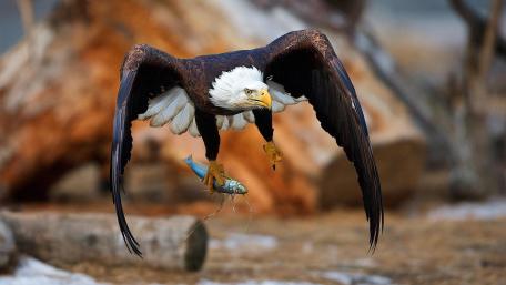 Majestic Bald Eagle in Action wallpaper