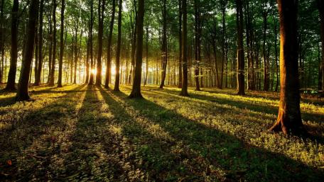 Morning Sunlight Streaming Through a Serene Woodland Scene wallpaper