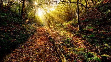 Golden forest path wallpaper