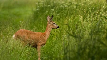 Roe in grass wallpaper