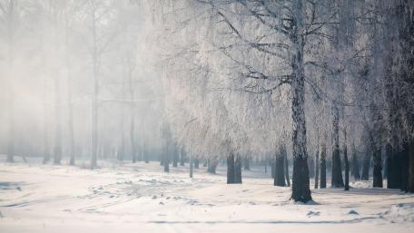 Foggy frozen forest wallpaper
