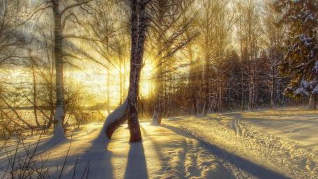 Winter sunrise in the snowy forest wallpaper
