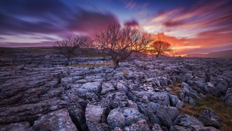 Tree on a rocky field wallpaper