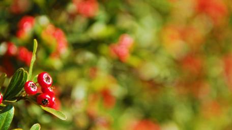 Red berries wallpaper