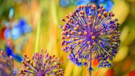 Allium carinatum wallpaper
