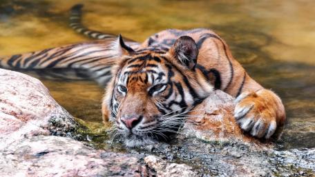 Tiger chill wallpaper