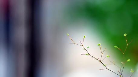 Minimalistic spring wallpaper