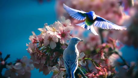 Blue Birds Among Cherry Blossoms wallpaper