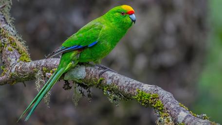 Vibrant Parrot Perched Among Nature's Beauty wallpaper