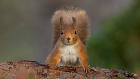 Fluffy Squirrel on Alert in the Forest wallpaper