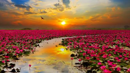 Sacred Lotus (Nelumbo nucifera) blossom wallpaper