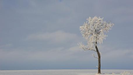 Lone Tree in a Winter Wonderland wallpaper
