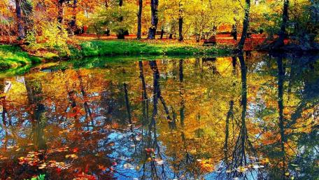 Autumn leaf color wallpaper