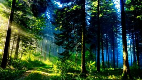 Serene Forest Path Awash in Sunlight wallpaper