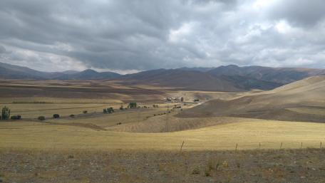Yellow fields of Erzincan, Turkey wallpaper