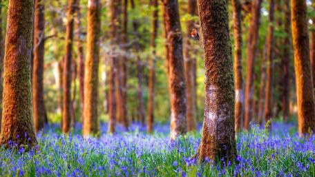 Blue flower carpet in the woods wallpaper