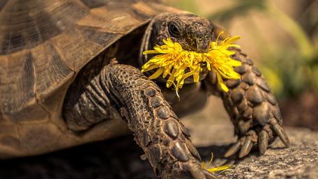 Turtle eating Dandelion flower wallpaper