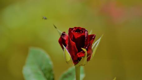 Rose wallpaper
