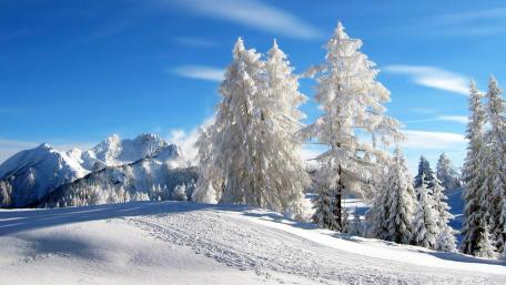 Snowy pines on a sunny winter day wallpaper