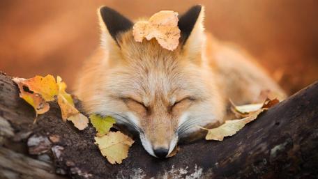 Fox sleeps in the autumn leaves wallpaper